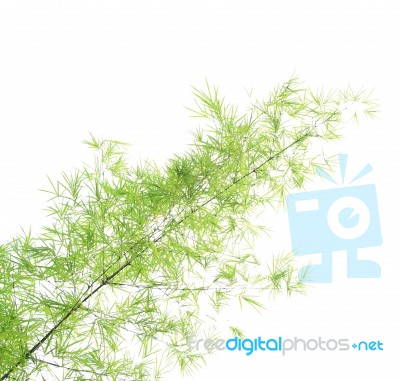 Green Bamboo Leaves Background Stock Photo