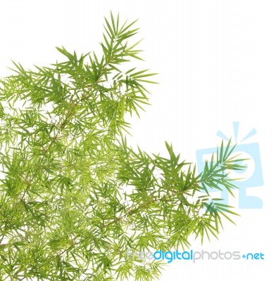 Green Bamboo Leaves Background Stock Photo