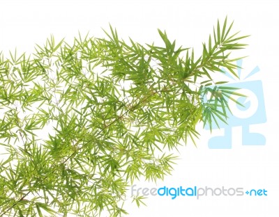 Green Bamboo Leaves Background Stock Photo