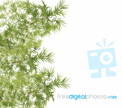 Green Bamboo Leaves Background Stock Photo