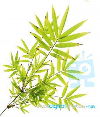 Green Bamboo Leaves On White Background Stock Photo