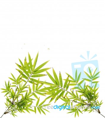 Green Bamboo Leaves On White Background Stock Photo