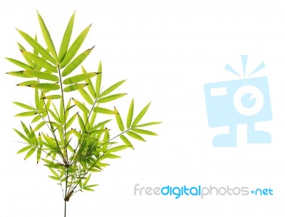 Green Bamboo Leaves On White Background Stock Photo