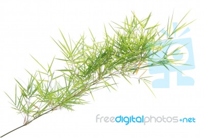 Green Bamboo Leaves On White Background Stock Photo