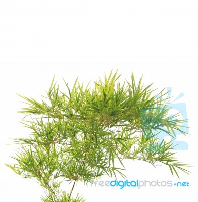 Green Bamboo Leaves On White Background Stock Photo