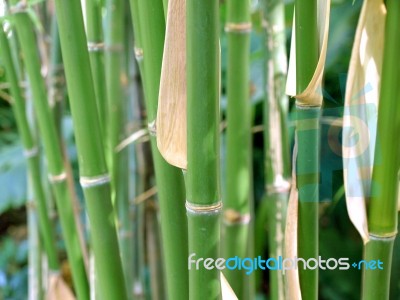 Green Bamboo Nature Background Stock Photo