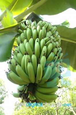 Green Banana Stock Photo