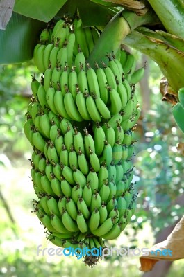 Green Banana Stock Photo