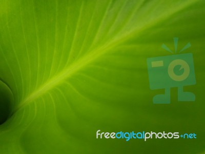 Green Banana Leaf Background Stock Photo