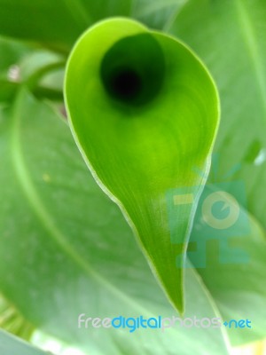 Green Banana Leaf Shape Background Stock Photo