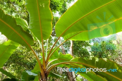 Green Banana Tree Plantation In Nature With Daylight Stock Photo