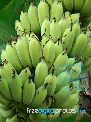 Green Bananas Stock Photo