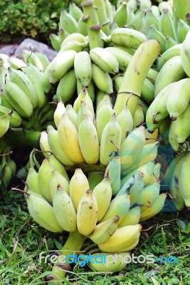 Green Bananas Stock Photo