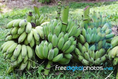 Green Bananas Stock Photo