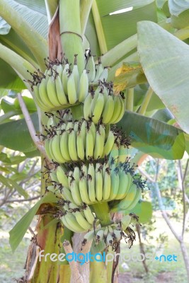 Green Bananas Stock Photo