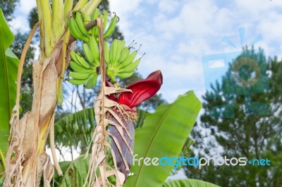 Green Bananas In The Organic Garden Plant Stock Photo