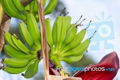 Green Bananas In The Organic Garden Plant Stock Photo