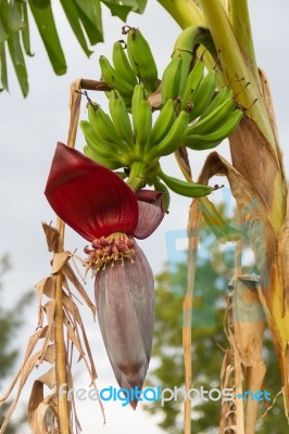 Green Bananas In The Organic Garden Plant Stock Photo