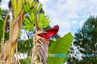 Green Bananas In The Organic Garden Plant Stock Photo