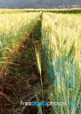 Green Barley Field Stock Photo