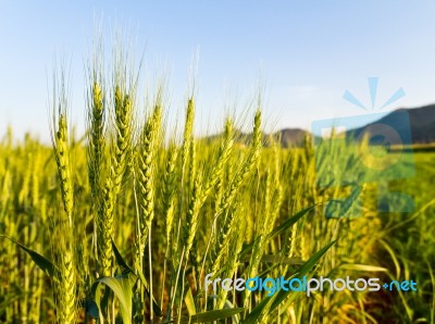 Green Barley Field Stock Photo