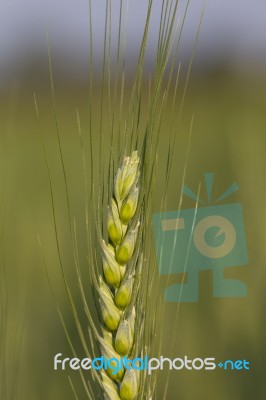 Green Barley Growing In A Field Stock Photo