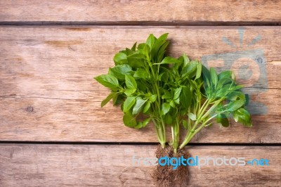 Green Basil On The Wooden Table Stock Photo