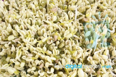 Green Bean Sprouts Stock Photo