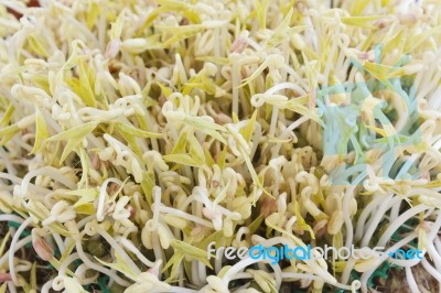 Green Bean Sprouts Stock Photo