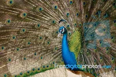 Green Beautiful Peacock Stock Photo