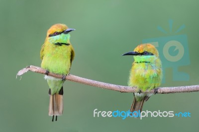 Green Bee-eater Stock Photo