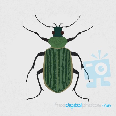 Green Beetle Stock Image