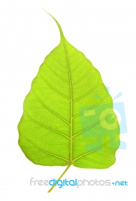 Green Bho Leaf Isolated On White Background Stock Photo