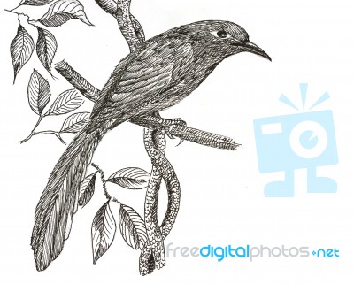 Green-billed Malkoha Bird Drawing Stock Image