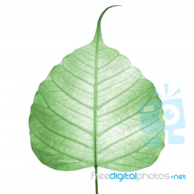 Green Bodhi Leaf Stock Photo