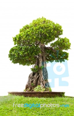 Green Bonsai Tree Of Banyan, Isolated On White Background Stock Photo