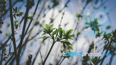 Green Buds And Dry Branches Over Blue Sky Stock Photo