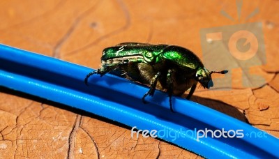 Green Bug Closeup Stock Photo