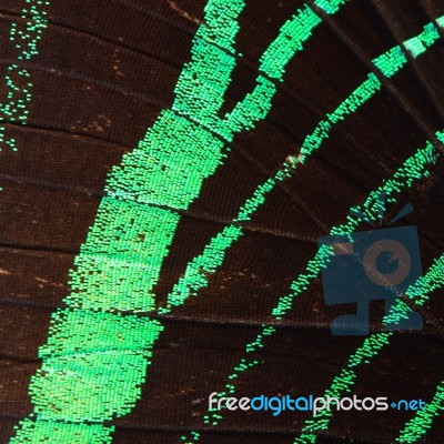 Green Butterfly Wing Stock Photo