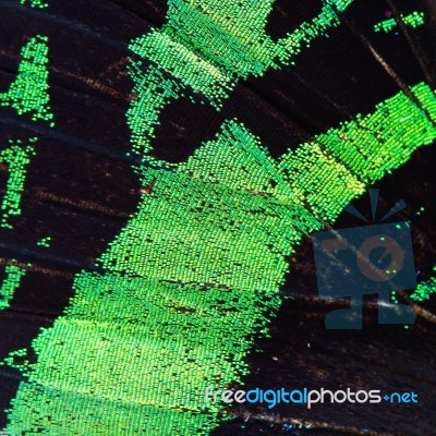 Green Butterfly Wing Stock Photo