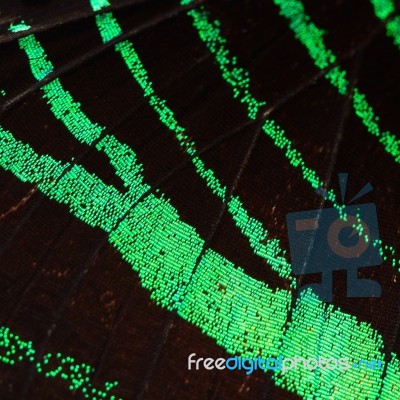 Green Butterfly Wing Stock Photo