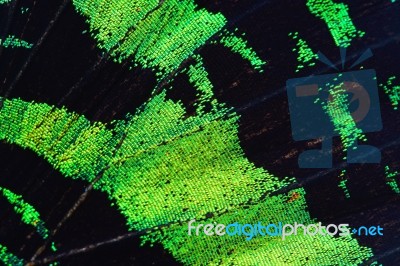 Green Butterfly Wing Stock Photo