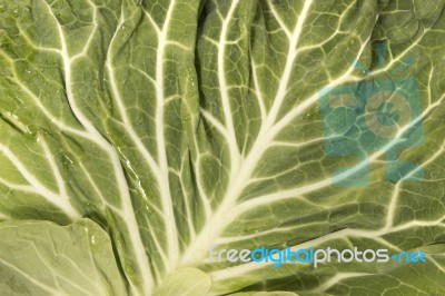 Green Cabbage Leaf Stock Photo