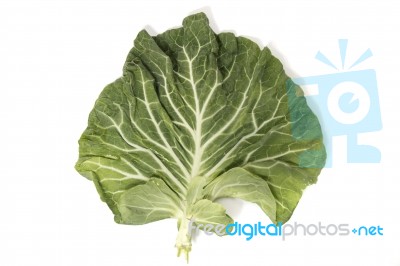 Green Cabbage Leaf Stock Photo