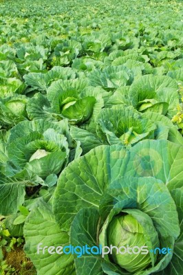 Green Cabbages Stock Photo