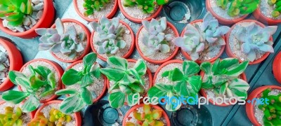 Green Cactus And Succulent Plant In Pink Rose Red Flower Pot. Top View - Flat Lay - Color Tone Stock Photo