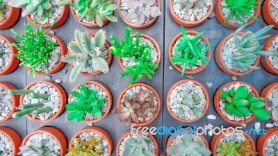 Green Cactus And Succulent Plant In Pink Rose Red Flower Pot. Top View - Flat Lay - Color Tone Stock Photo