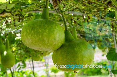 Green Calabash Stock Photo