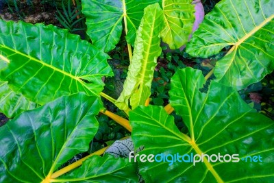 Green Caladium Leaf And Caladium Tree Stock Photo