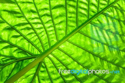 Green Caladium Leaf With Lighting Through At Leaf Stock Photo